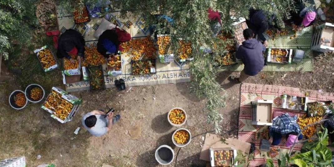 Günlük 2 ton toplanıyor, adına ‘Sarı altın’ deniliyor! Ülkeler almak için sırada: 90 TL’den havada kapılıyor 1